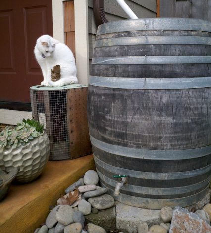 Rain Barrel